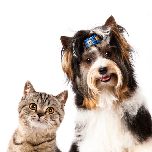 Is Wool Rug Healthy For My Pets