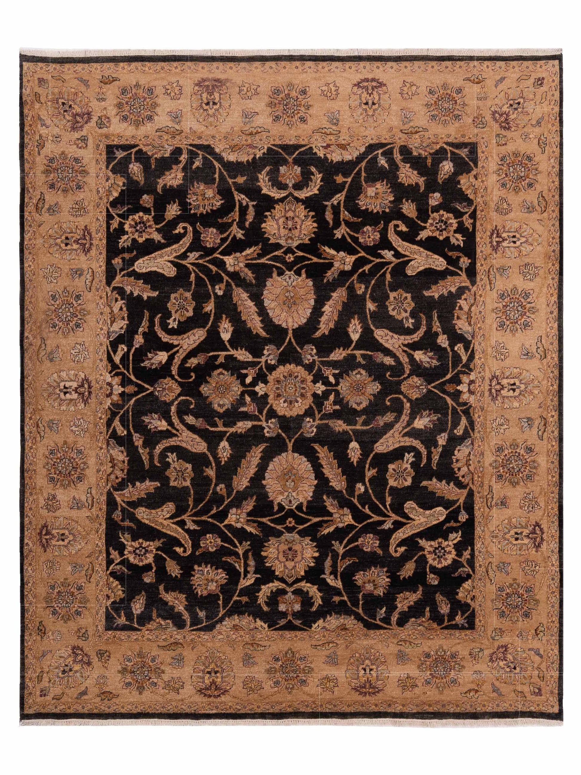 Rajpur Ghazani  Black Ivory Traditional