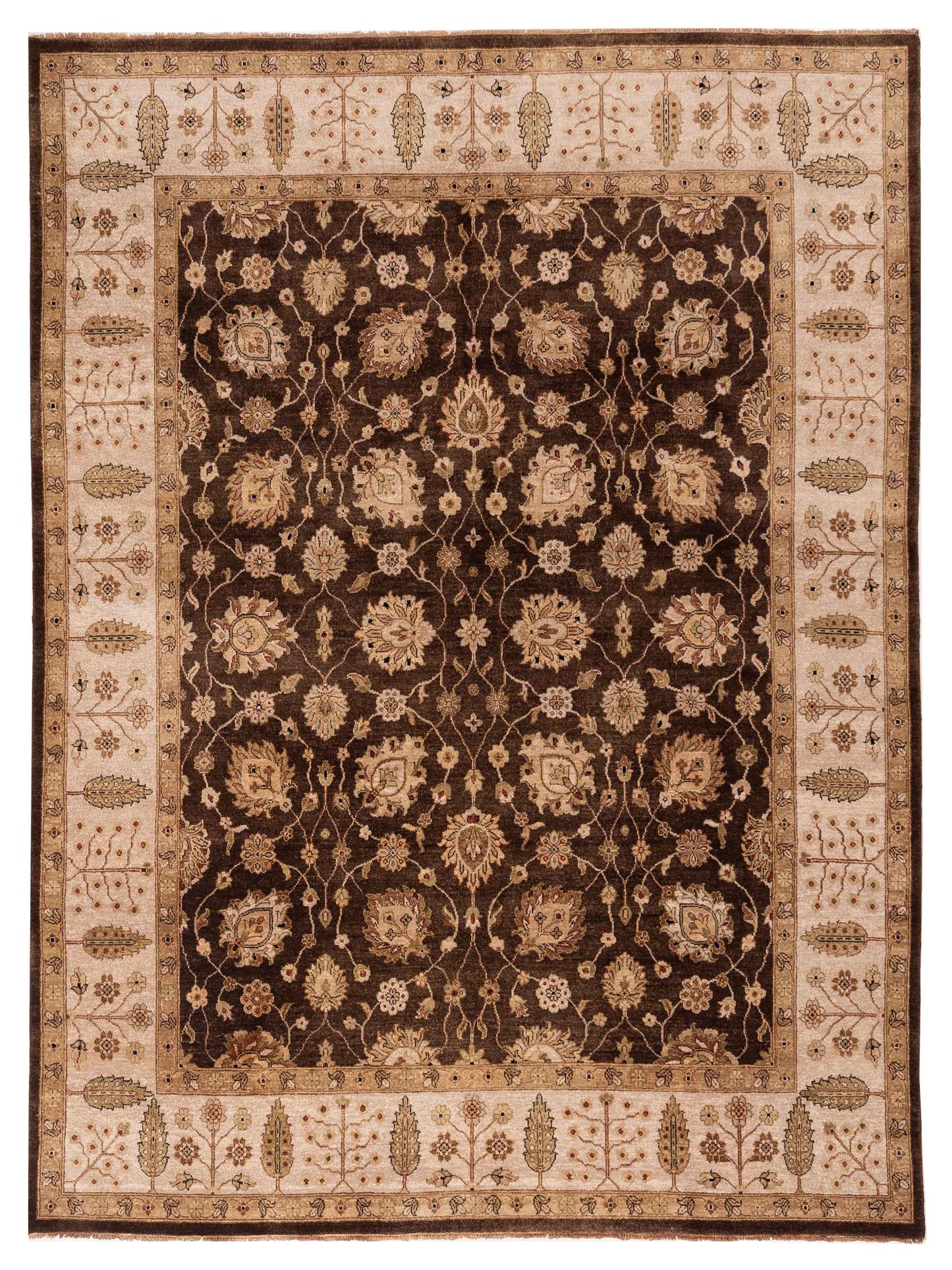 Rajpur Ghazani  Brown Ivory Transitional