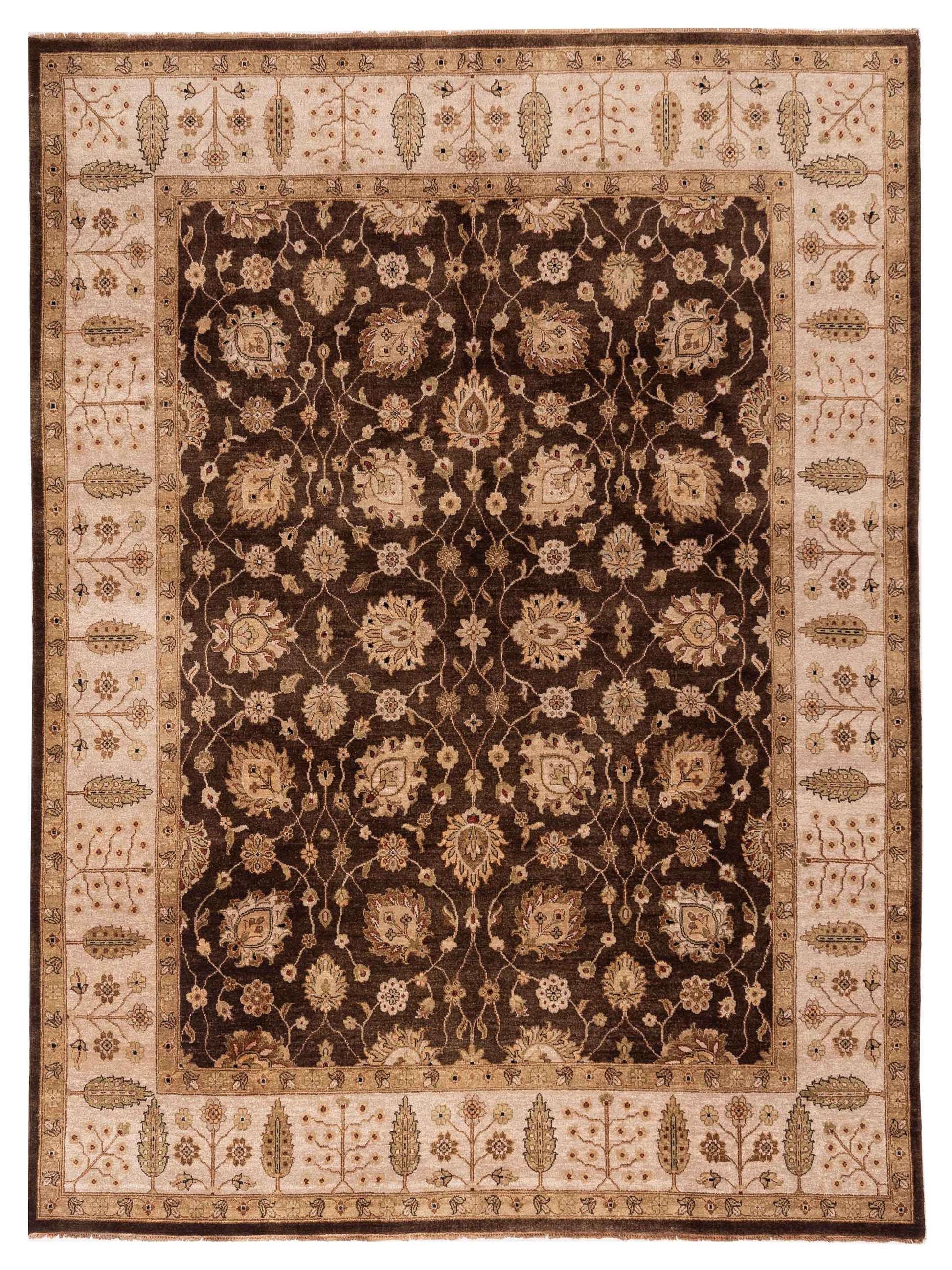 Rajpur Ghazani  Brown Ivory Transitional
