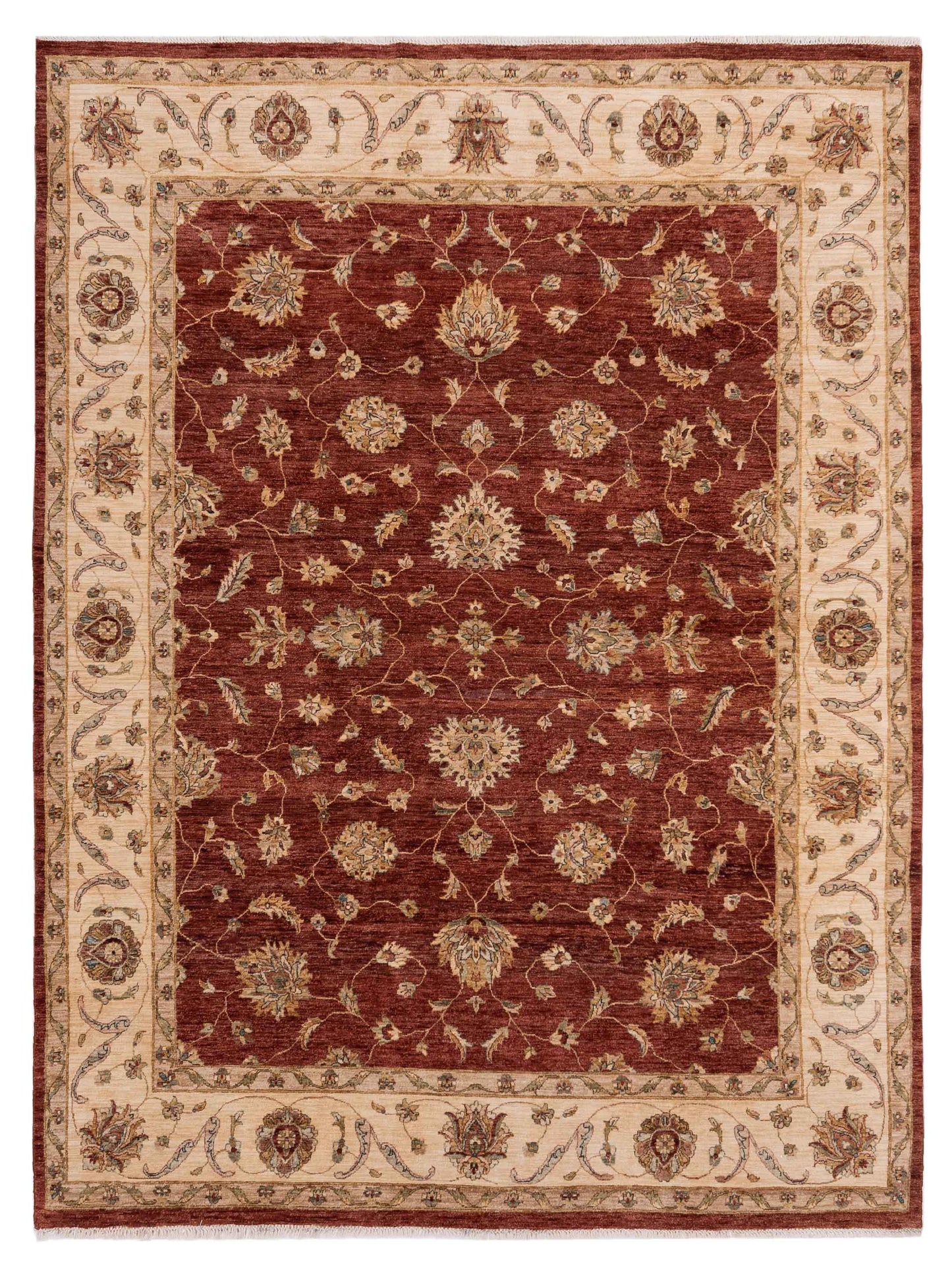Rajpur Ghazani  Rust Ivory Transitional