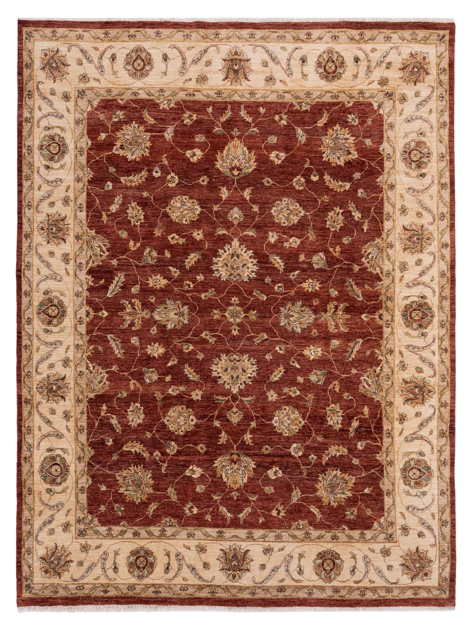 Rajpur Ghazani  Rust Ivory Transitional